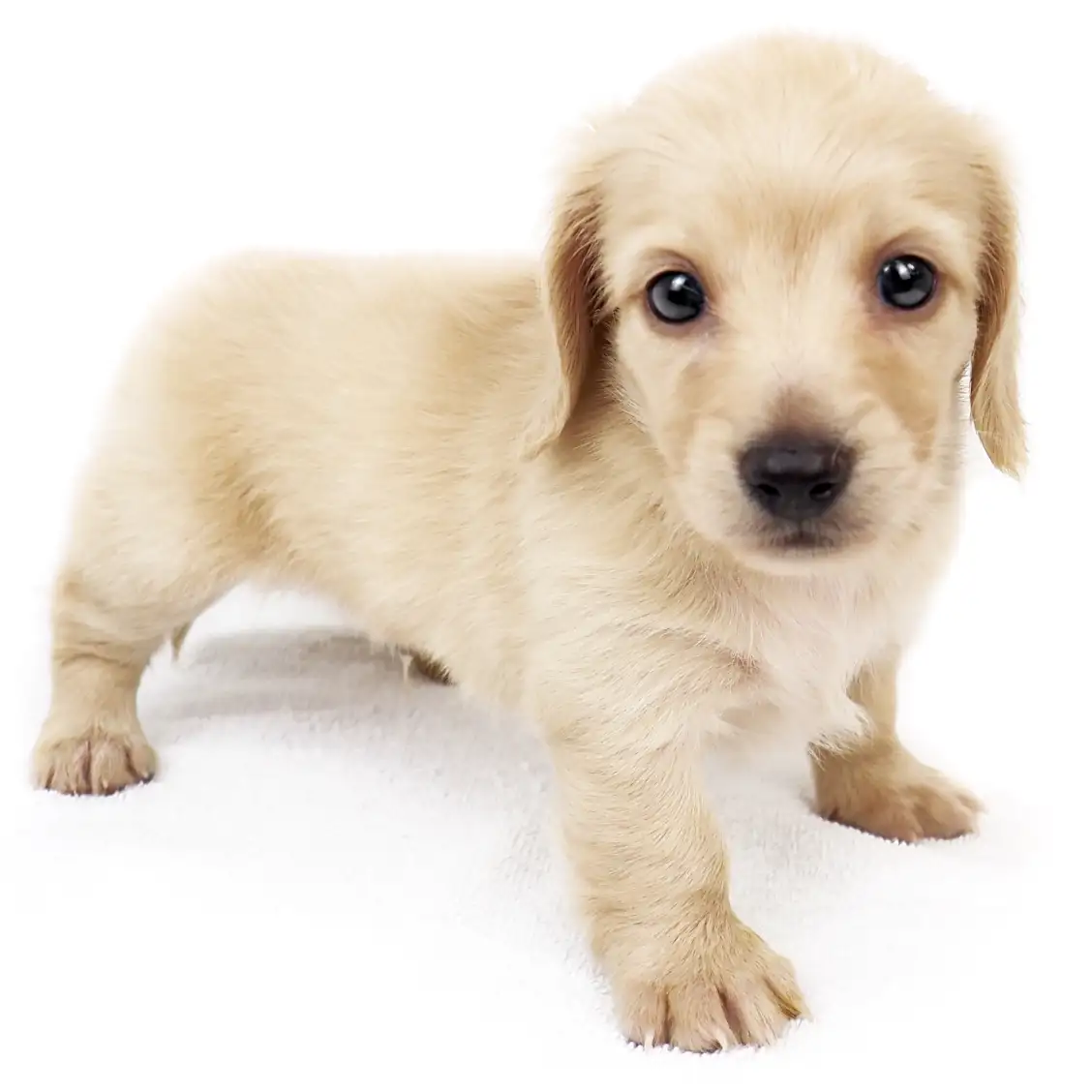 カニンヘン・ダックスフント