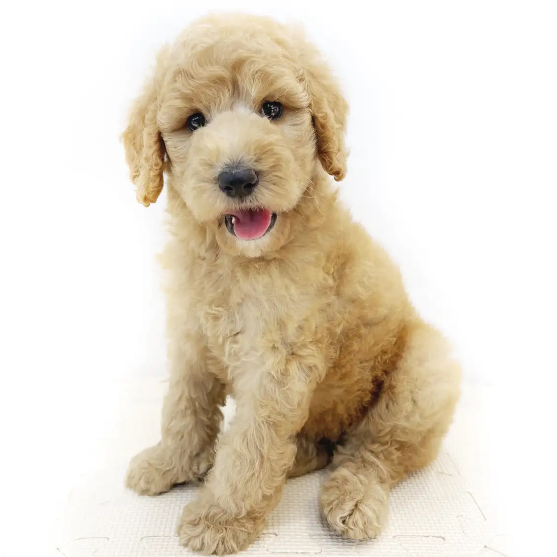 スタンダード・プードル