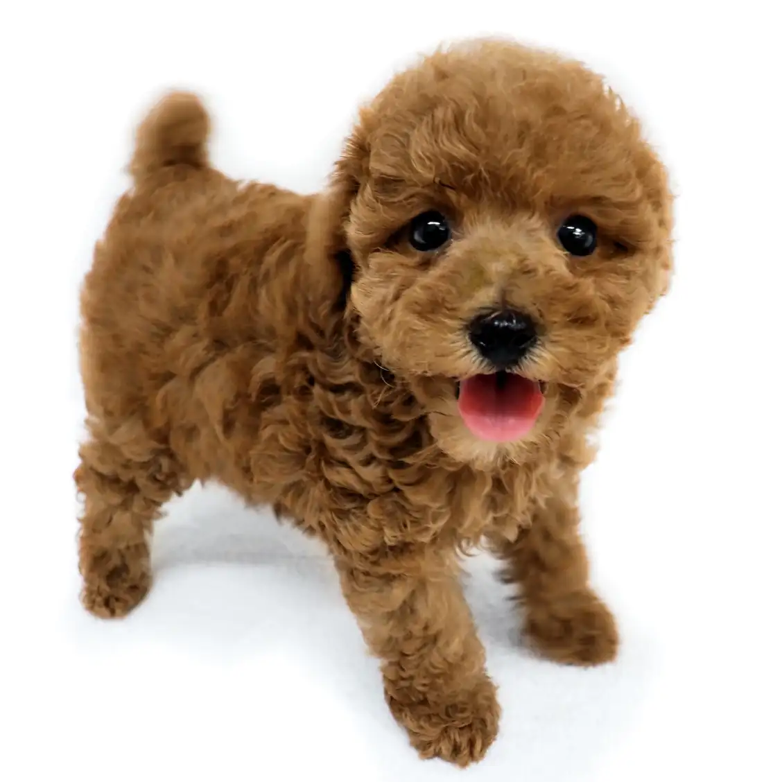 トイ・プードル