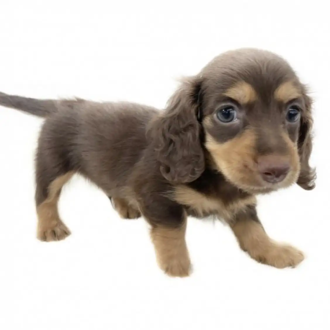 カニンヘン・ダックスフント