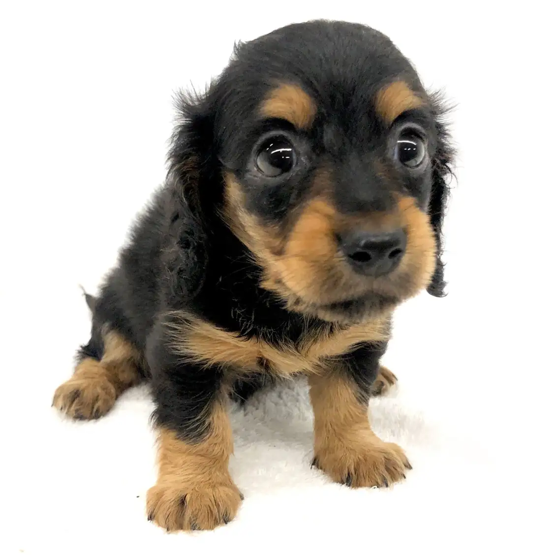 カニンヘン・ダックスフント