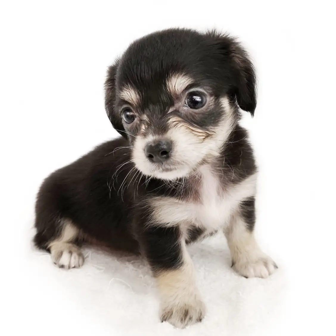 MIX(チワワ×ミニチュアダックスフント)