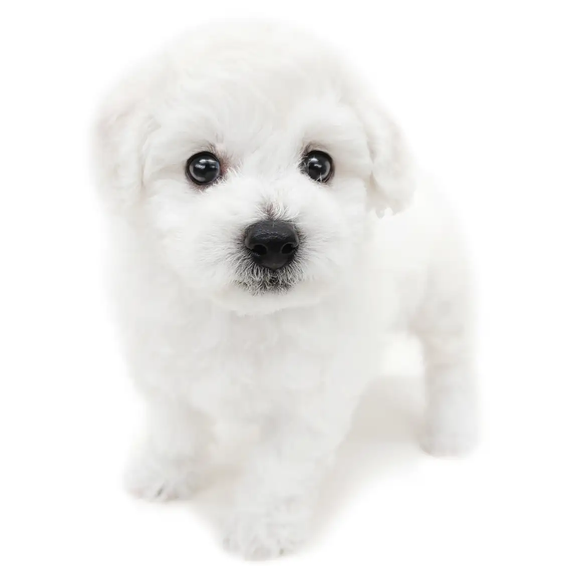 ビションフリーゼ