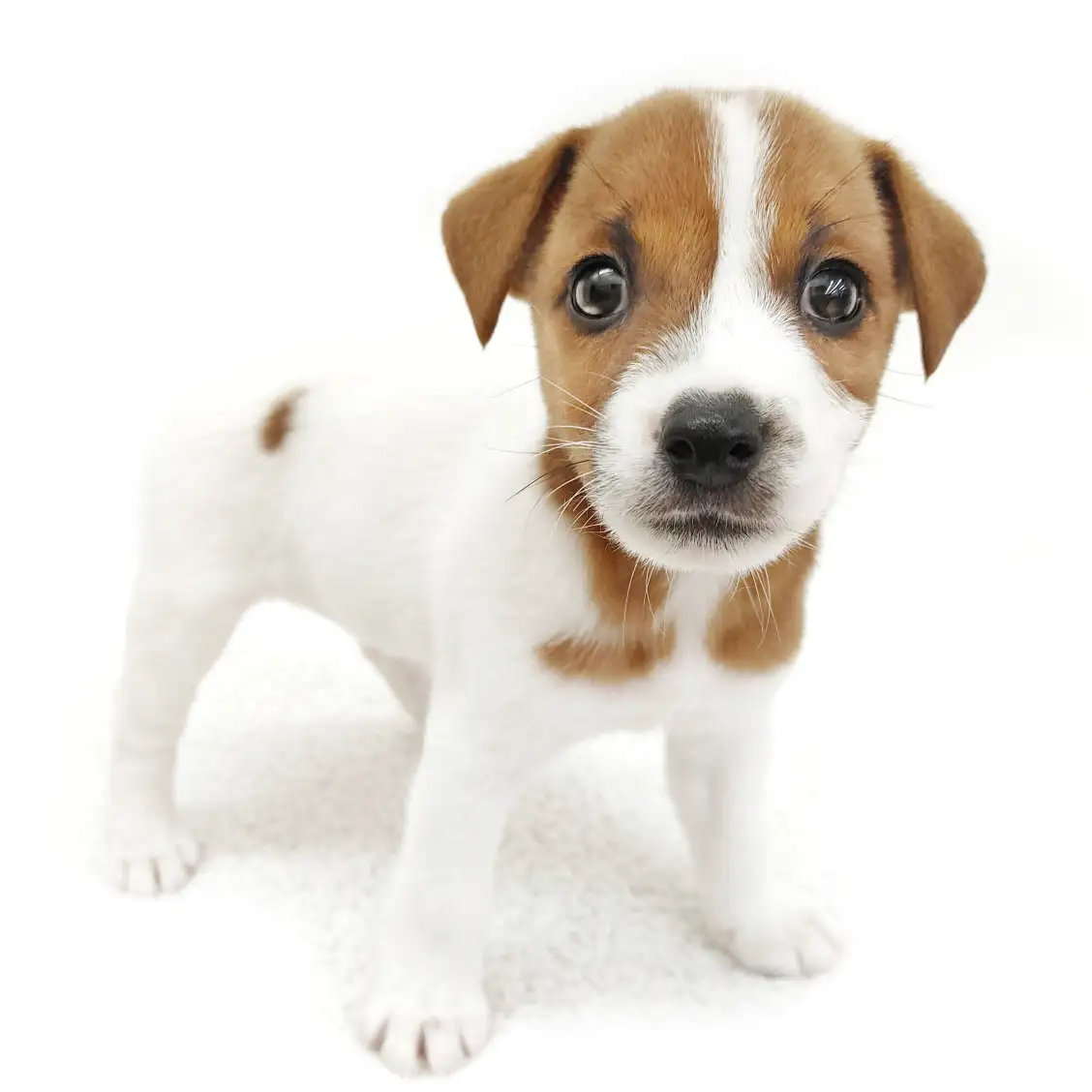 ジャックラッセルテリア