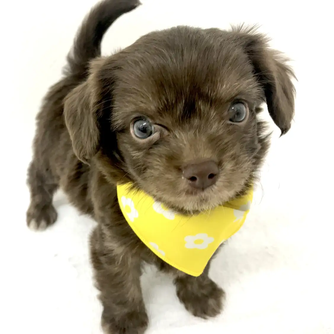 MIX(チワワ×トイプードル)