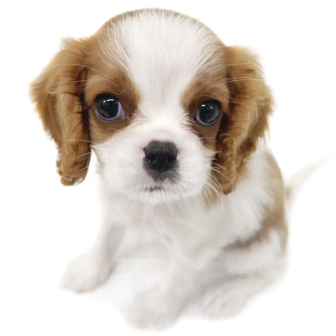 キャバリア・キングチャールズ・スパニエル