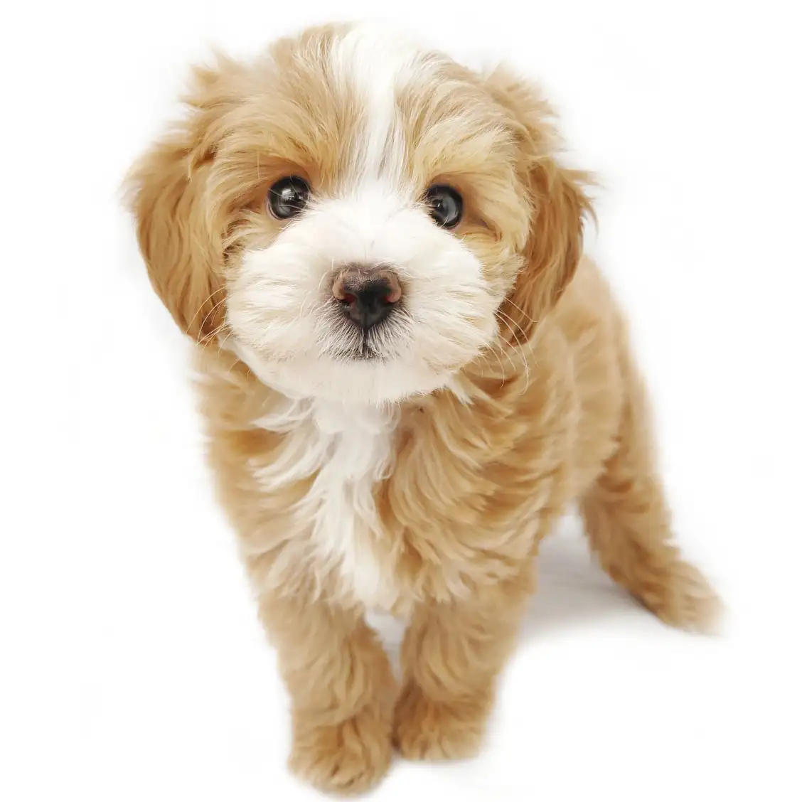 MIX（マルチーズ×トイプードル）