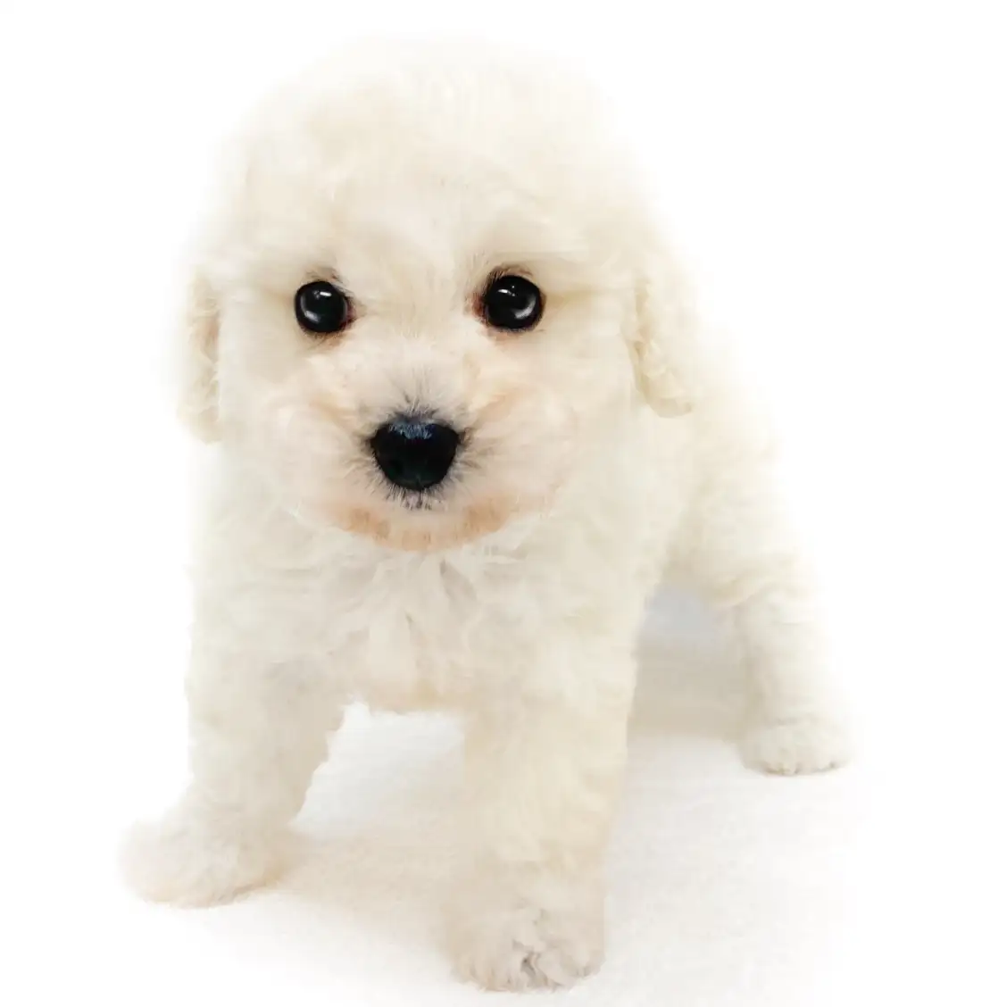 MIX(ビションフリーゼ×トイプードル)