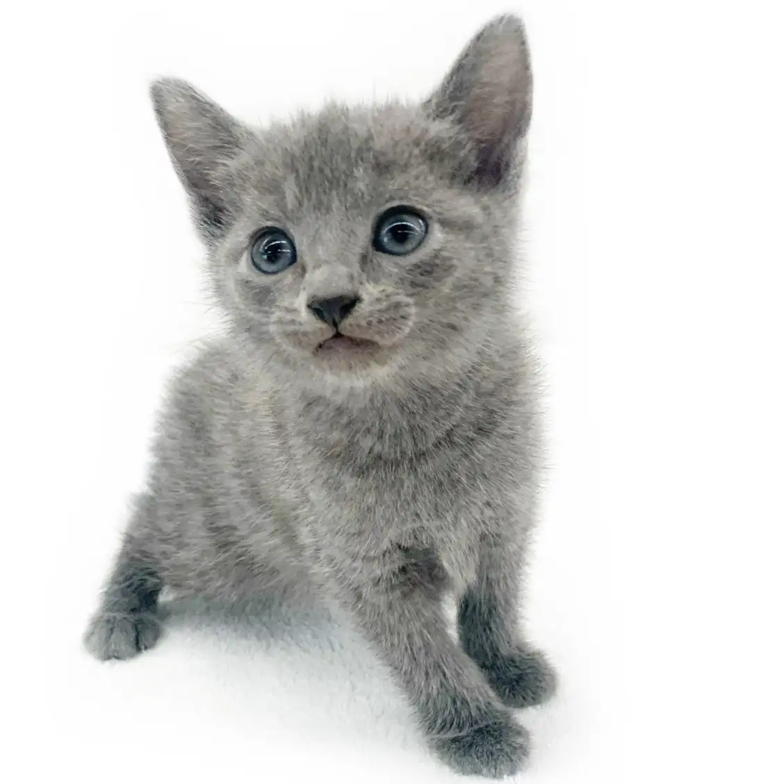 ロシアンブルー