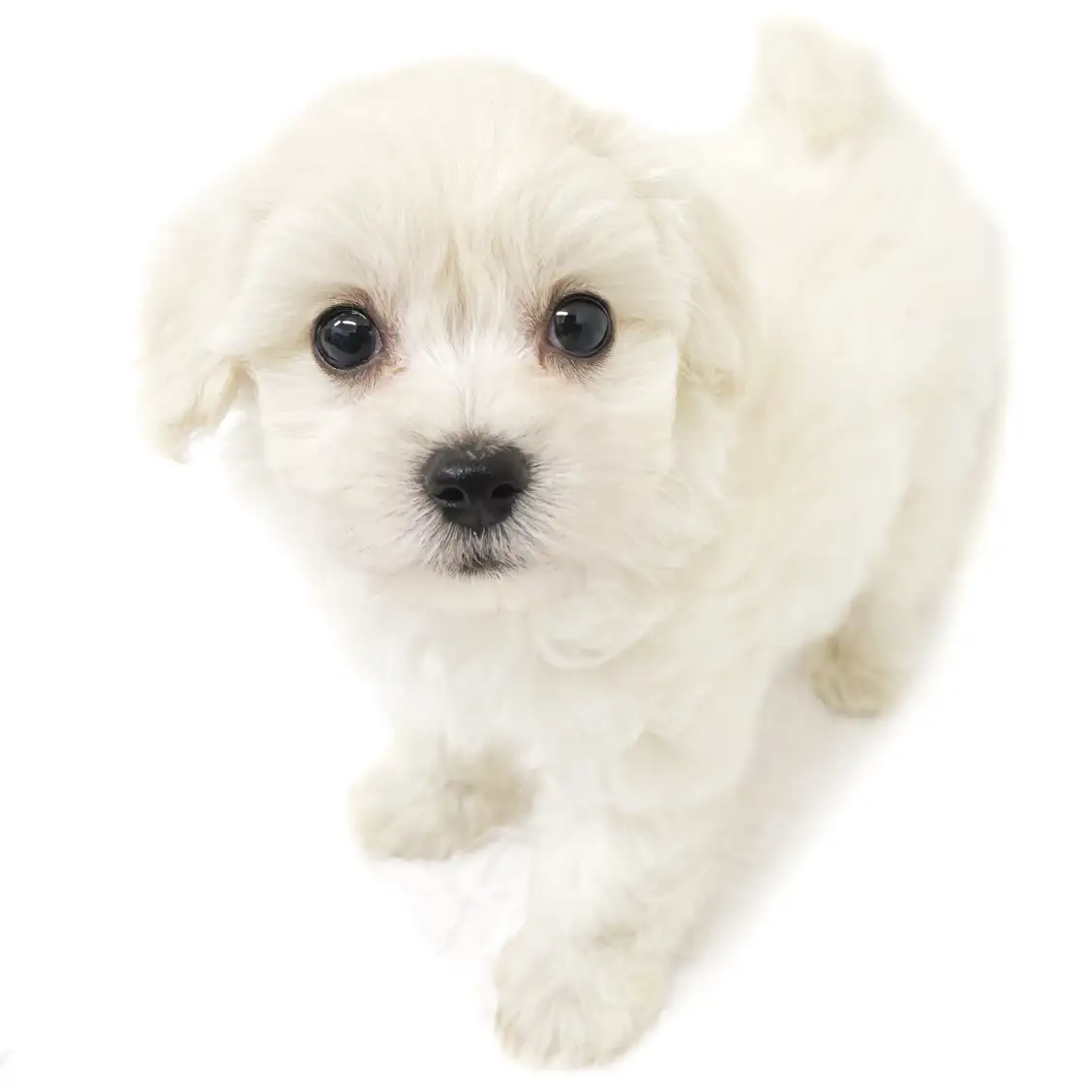 MIX(マルチーズ×トイプードル)