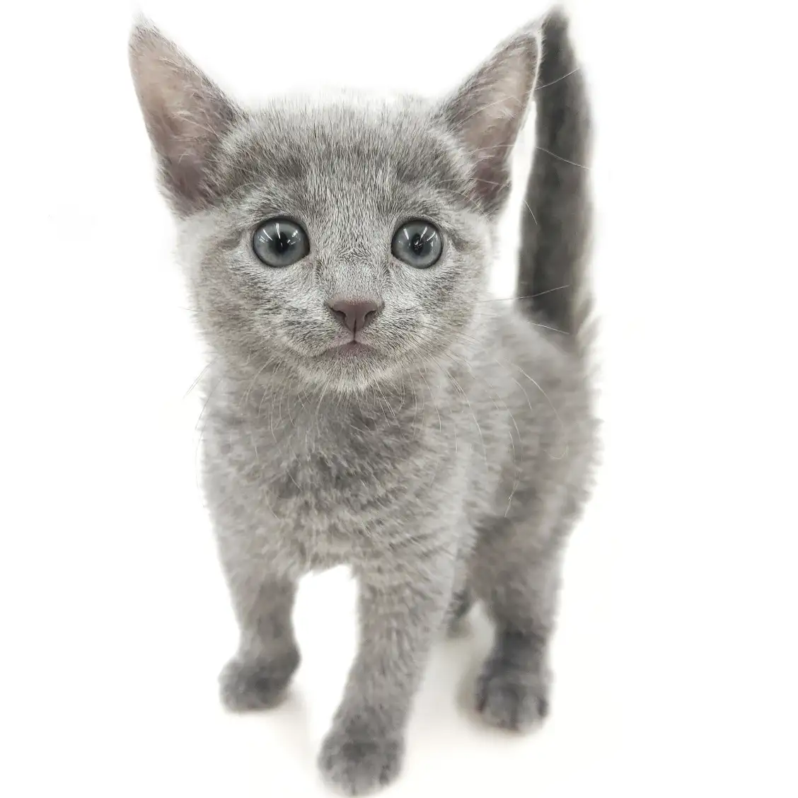 ロシアンブルー