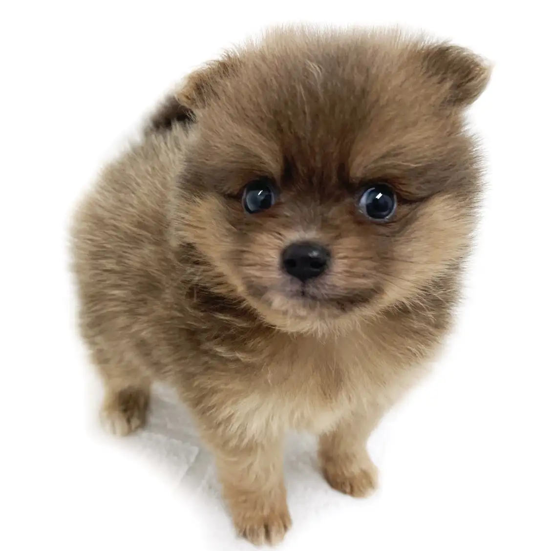 MIX(チワワ×ポメラニアン)