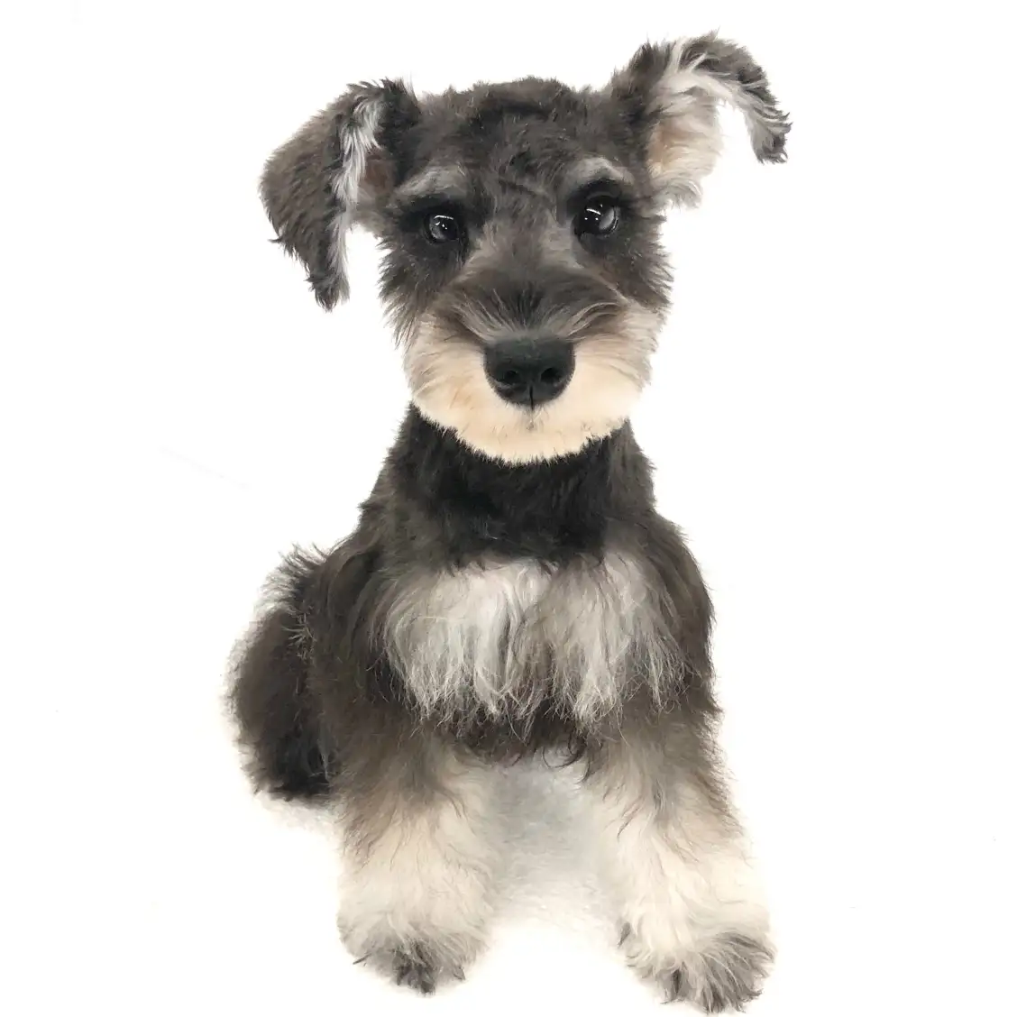 ミニチュア・シュナウザー