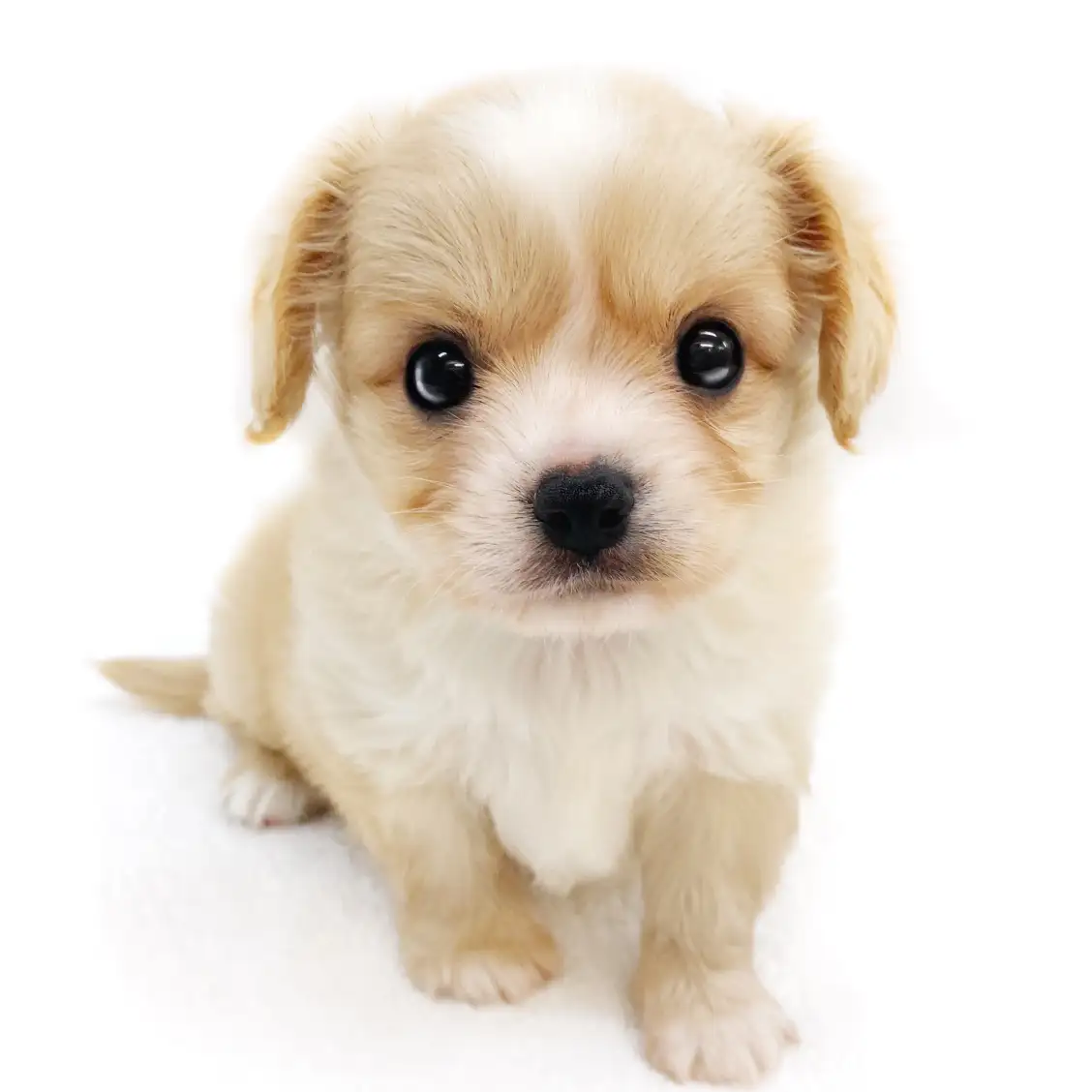 MIX(チワワ×キャバリアキングチャールズスパニエル)