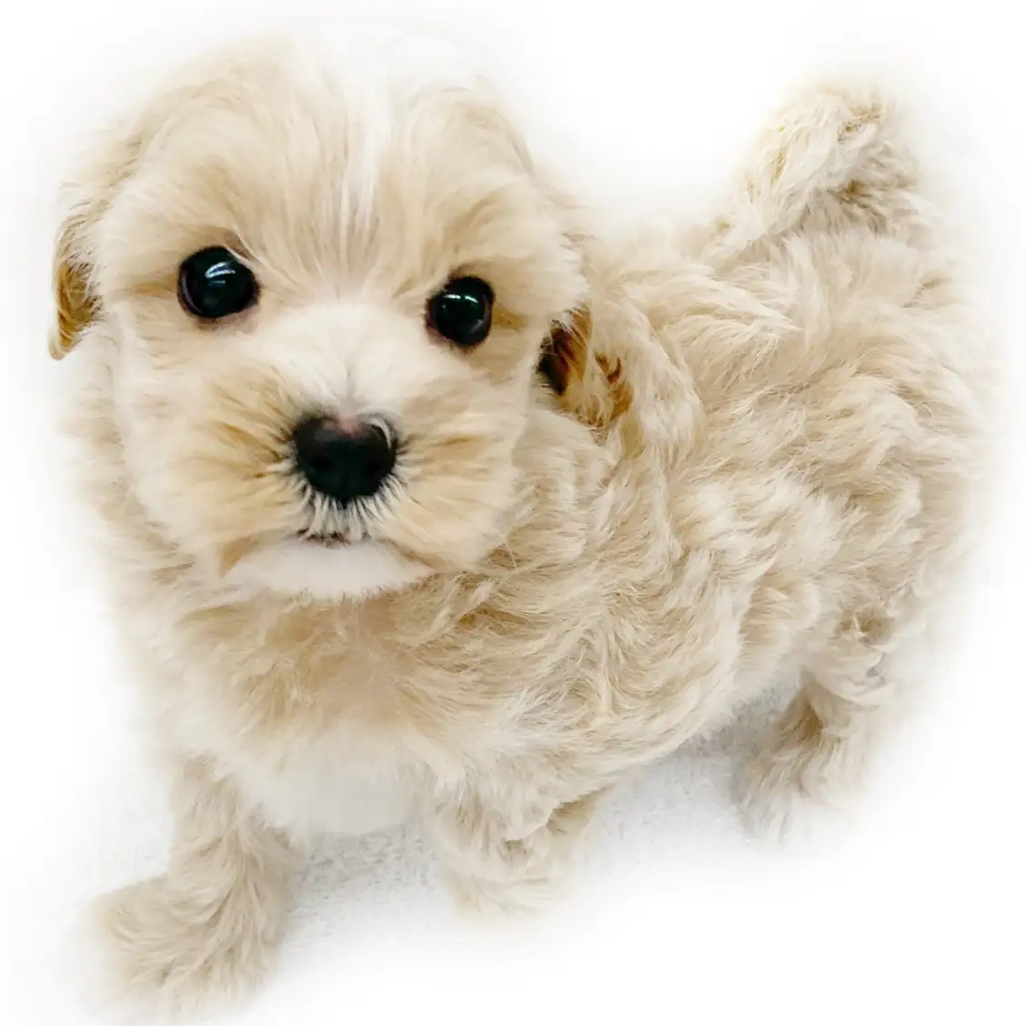 MIX(マルチーズ×トイプードル)