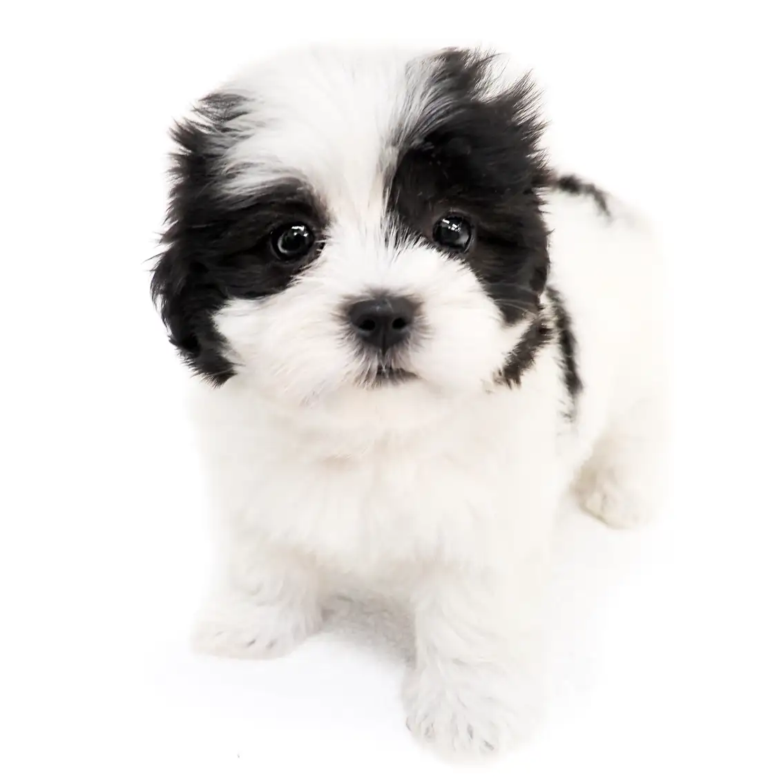 MIX(マルチーズ×シーズー)