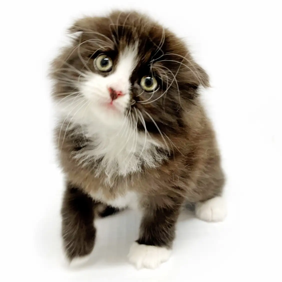 スコティッシュフォールド