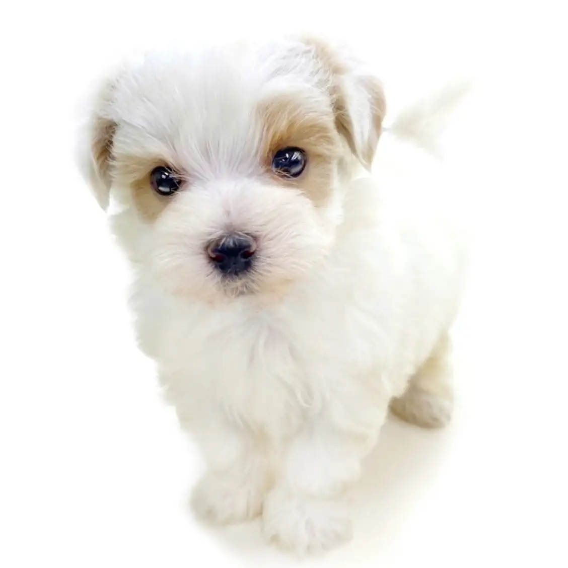 MIX（トイプードル×マルチーズ）