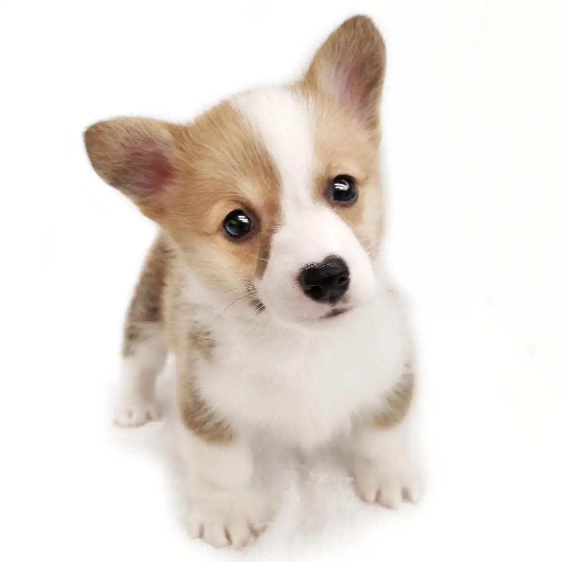 ウェルシュコーギーペンブローク