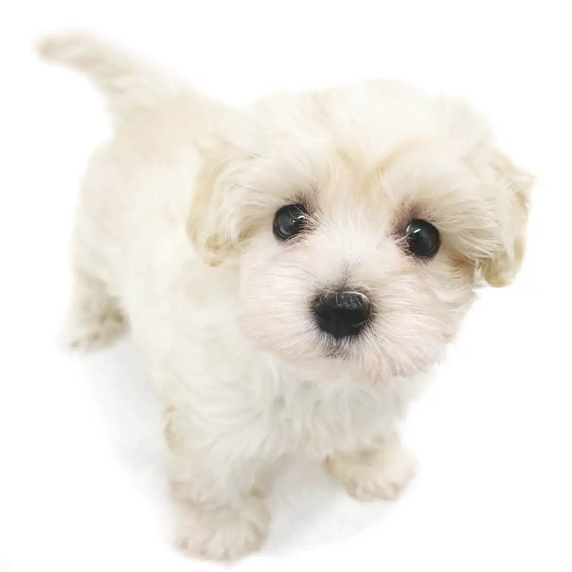 MIX(トイプードル×マルチーズ)