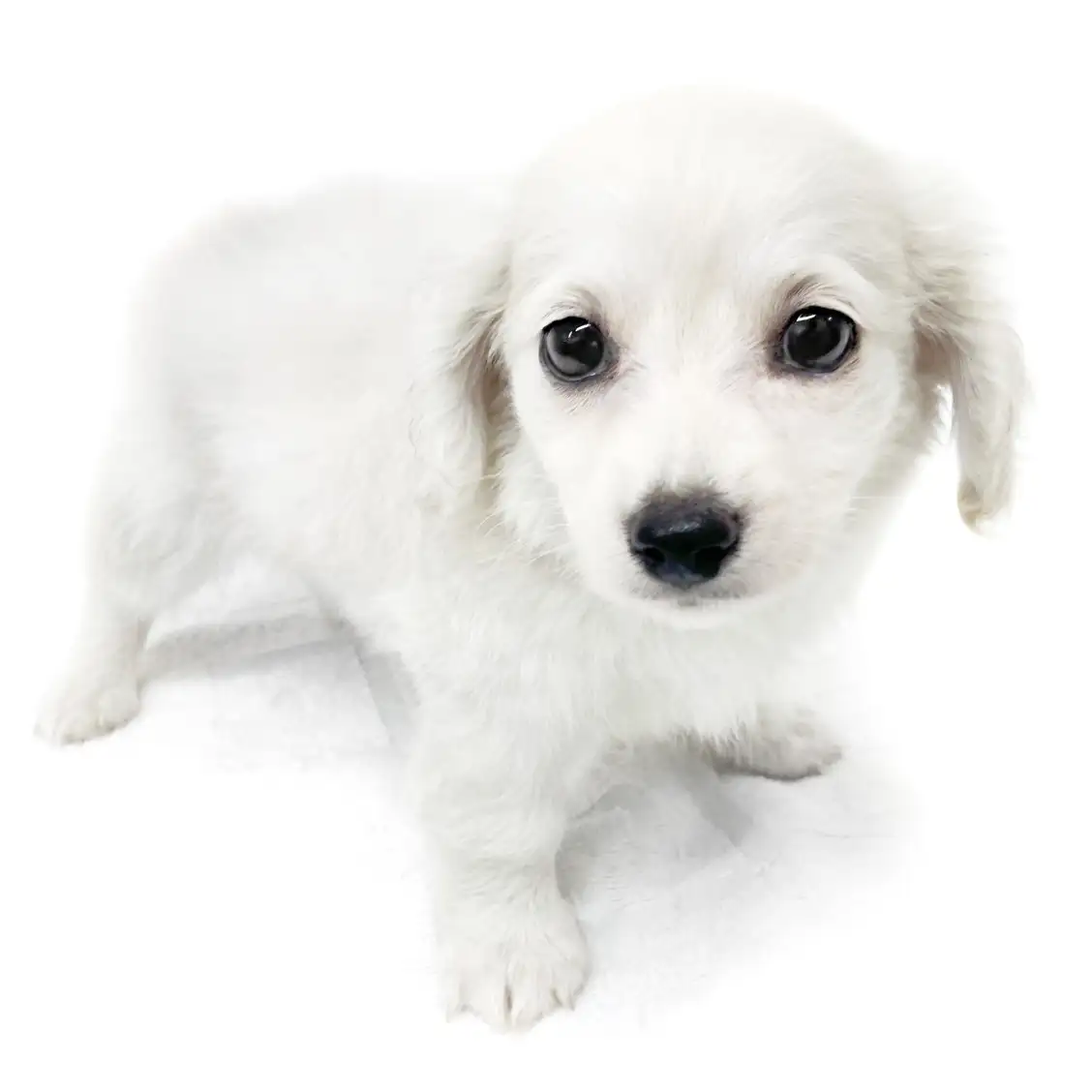 MIX(チワワ×ダックスフント)