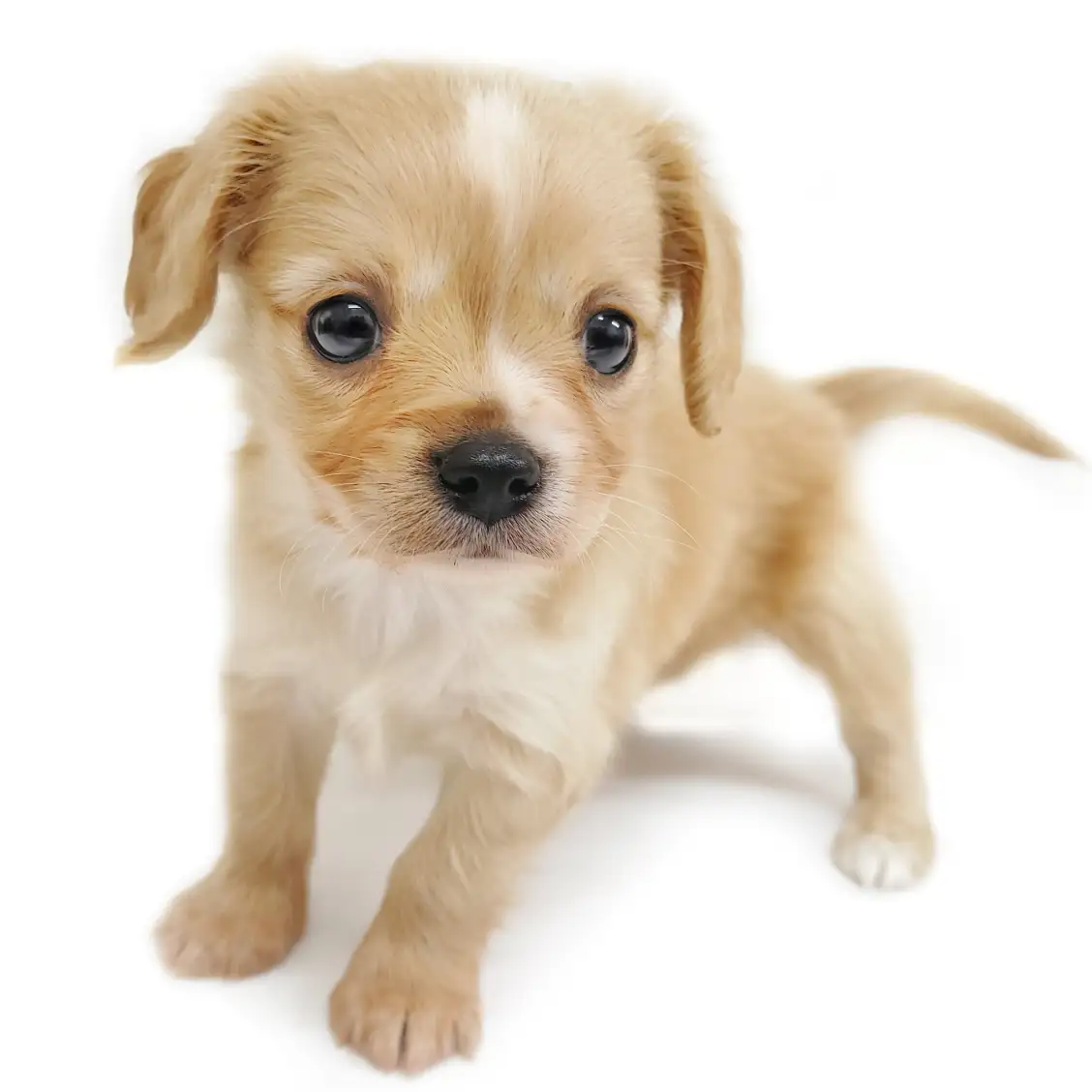 MIX(チワワ×キャバリアキングチャールズスパニエル)