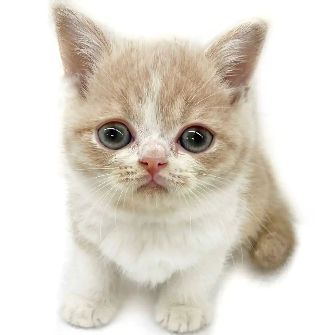 ブリティッシュショートヘア