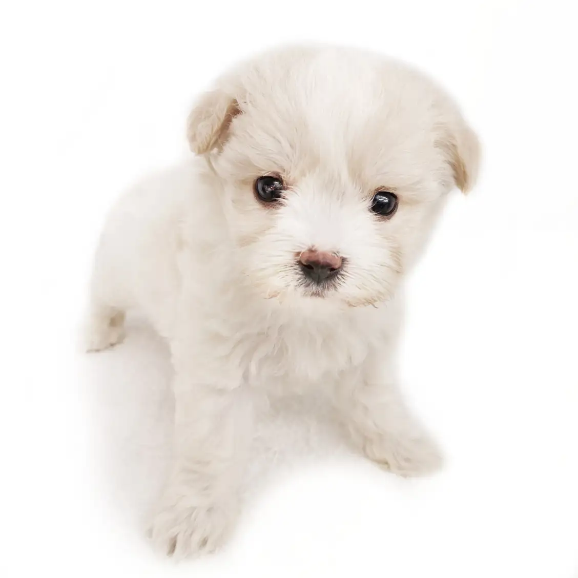 MIX(ビションフリーゼ×キャバリアキングチャールズスパニエル)