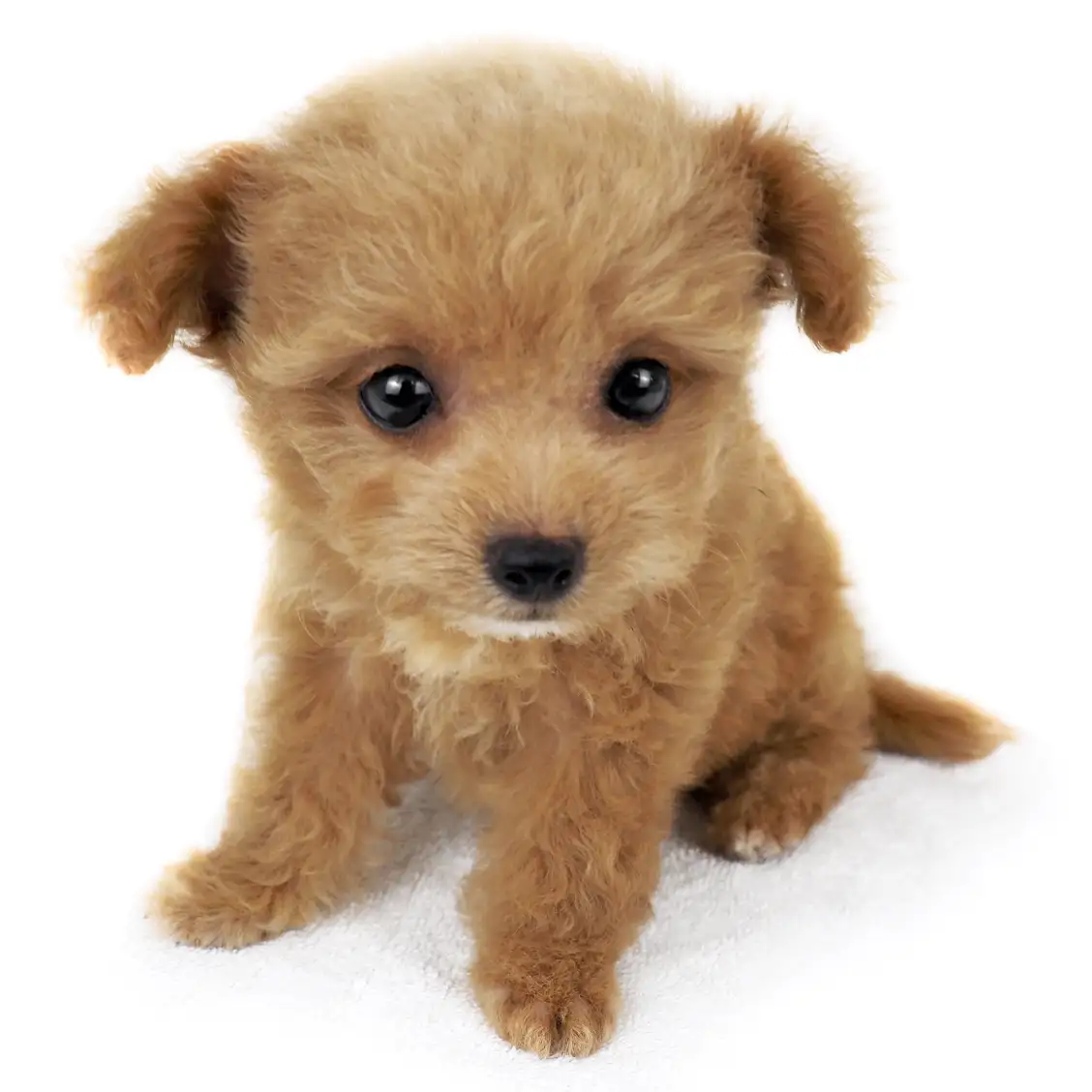 MIX(トイプードル×チワワ)