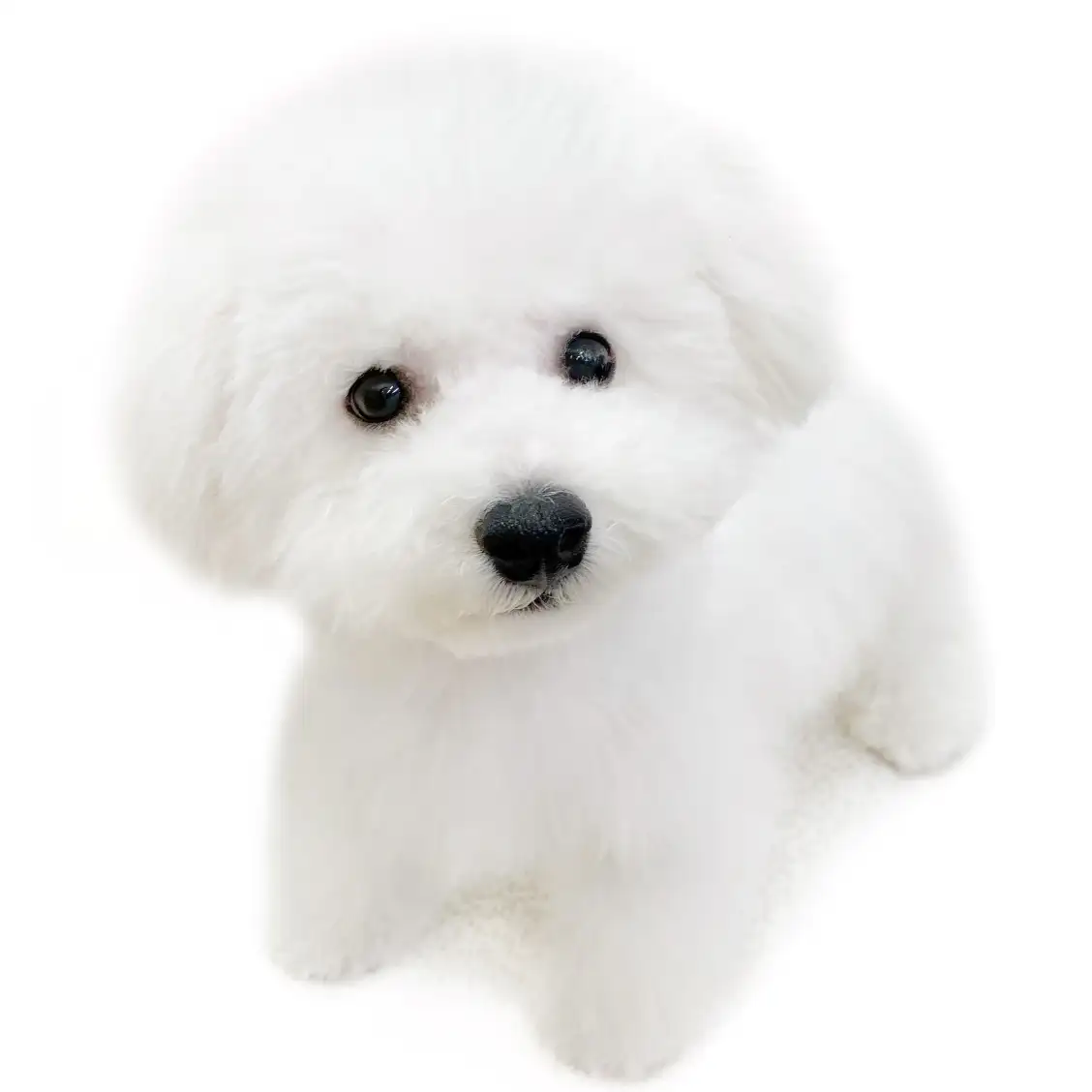 ビションフリーゼ