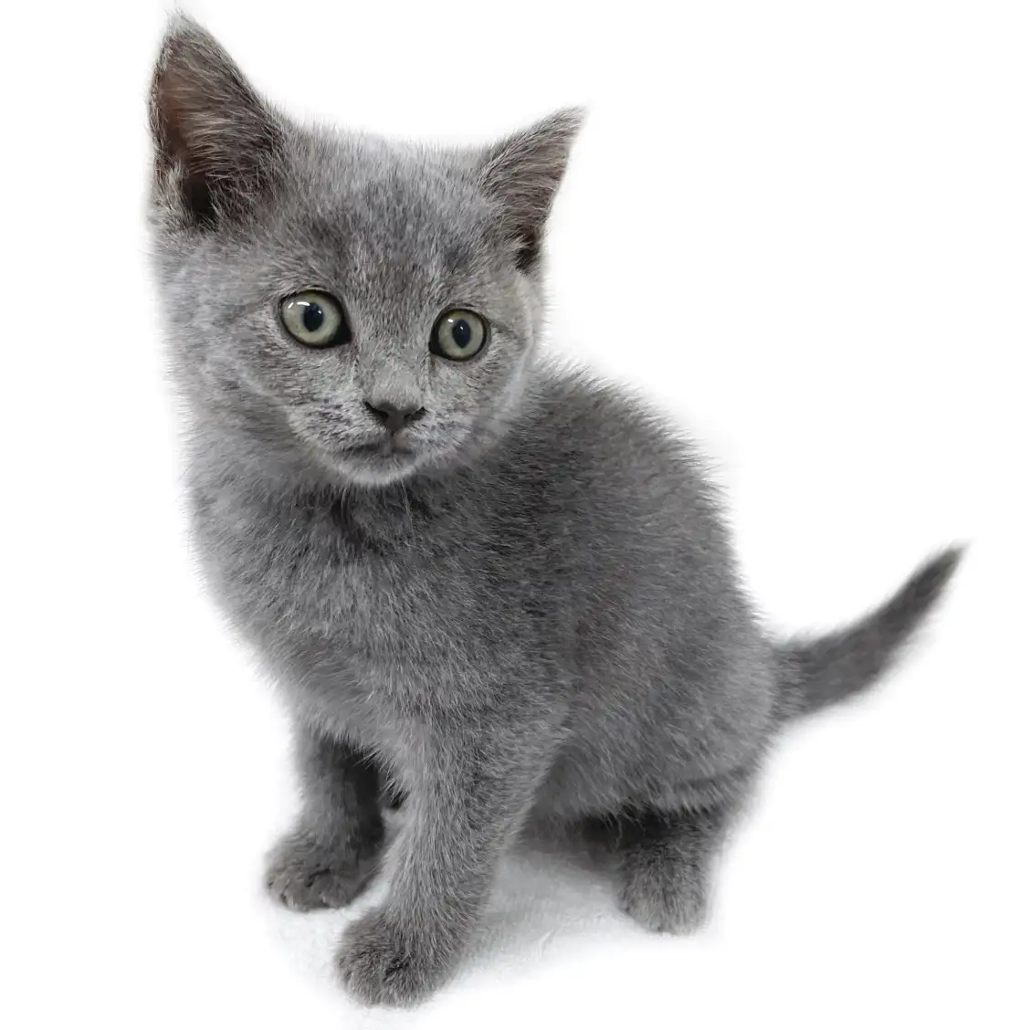 ブリティッシュショートヘア