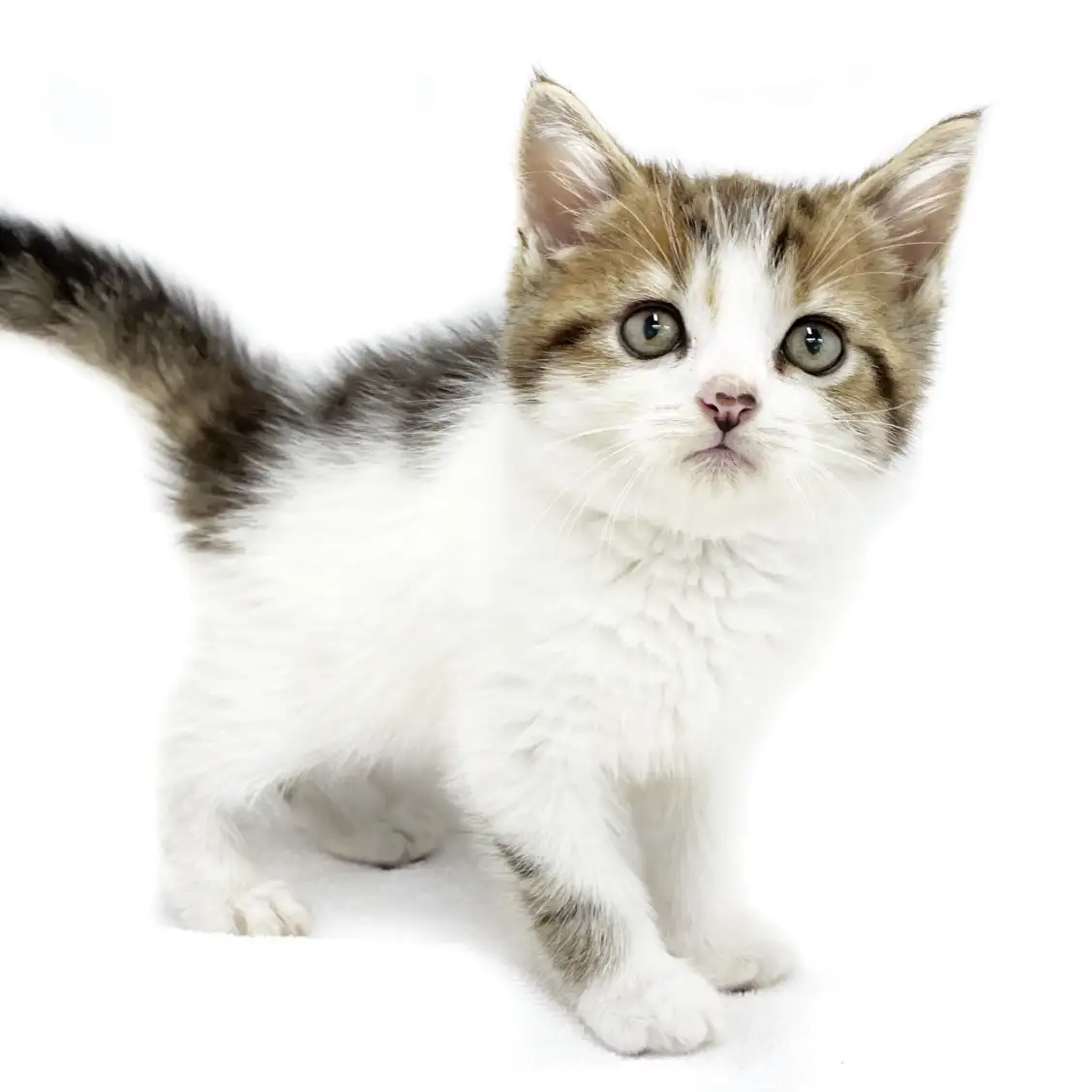 スコティッシュフォールド