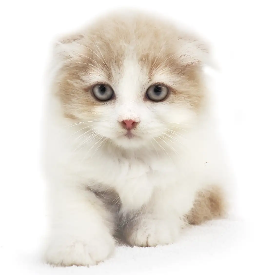 スコティッシュフォールド