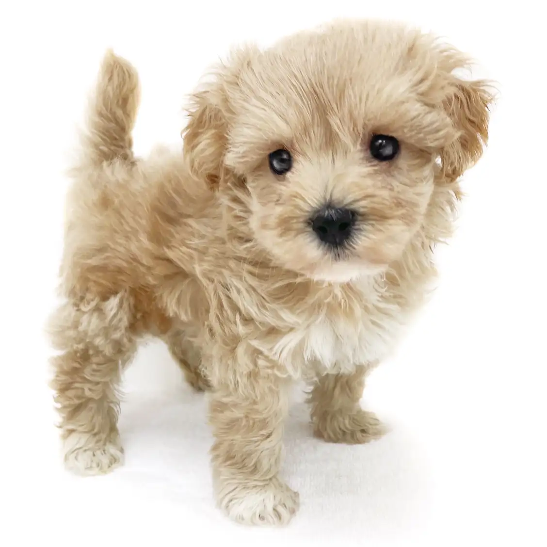 MIX(トイプードル×マルチーズ)