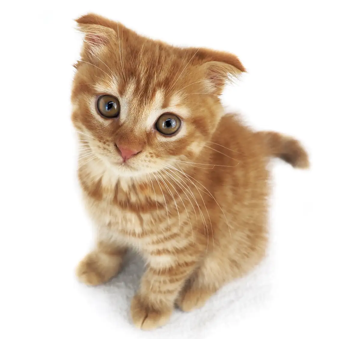 スコティッシュフォールド