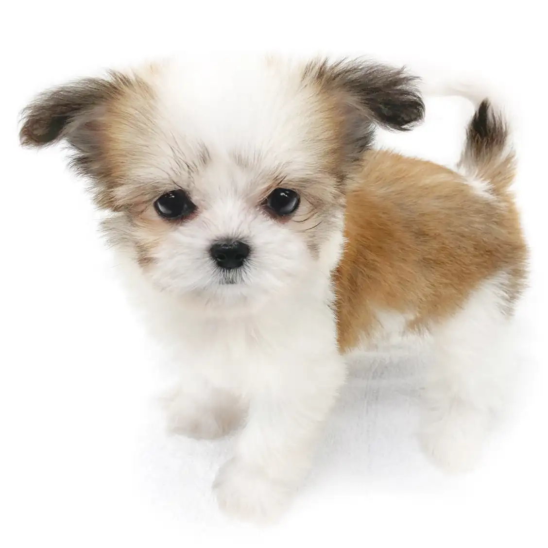 MIX(チワワ×シーズー)