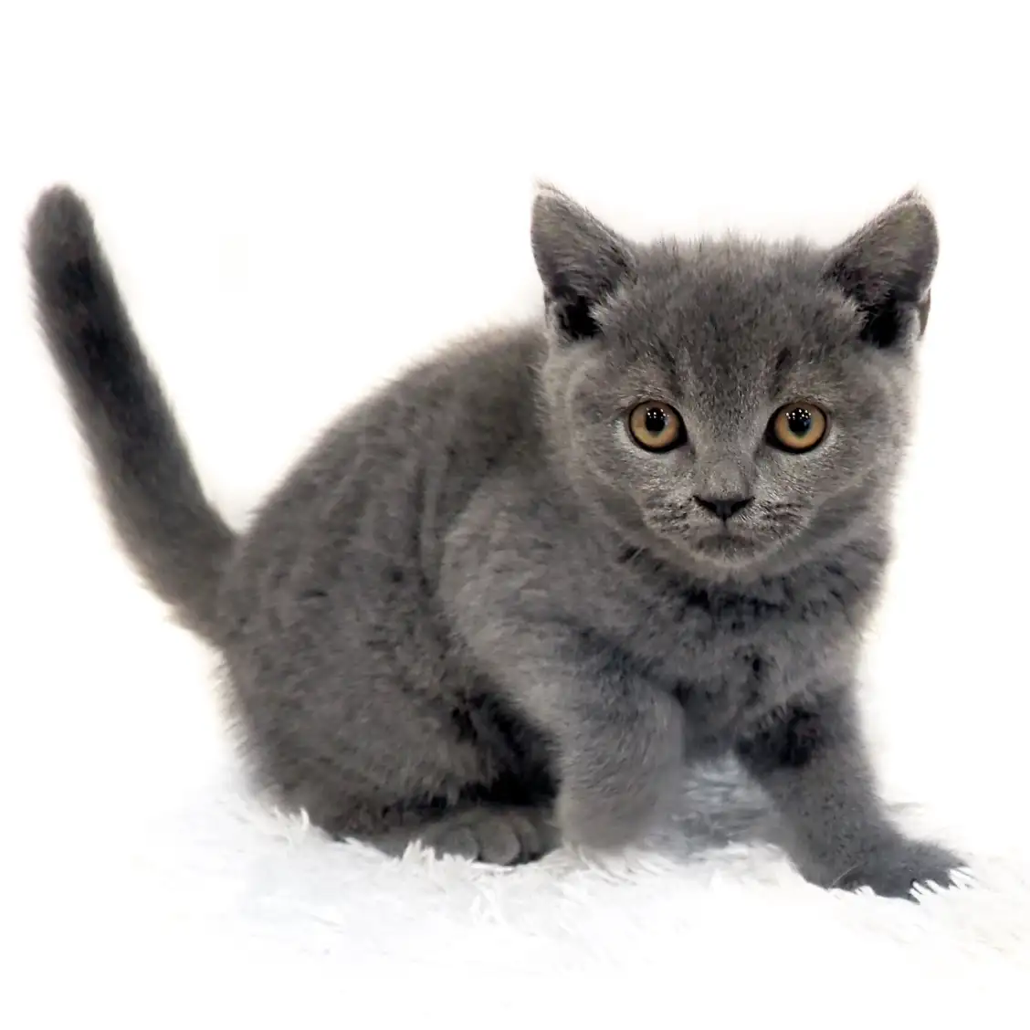 ブリティッシュショートヘア