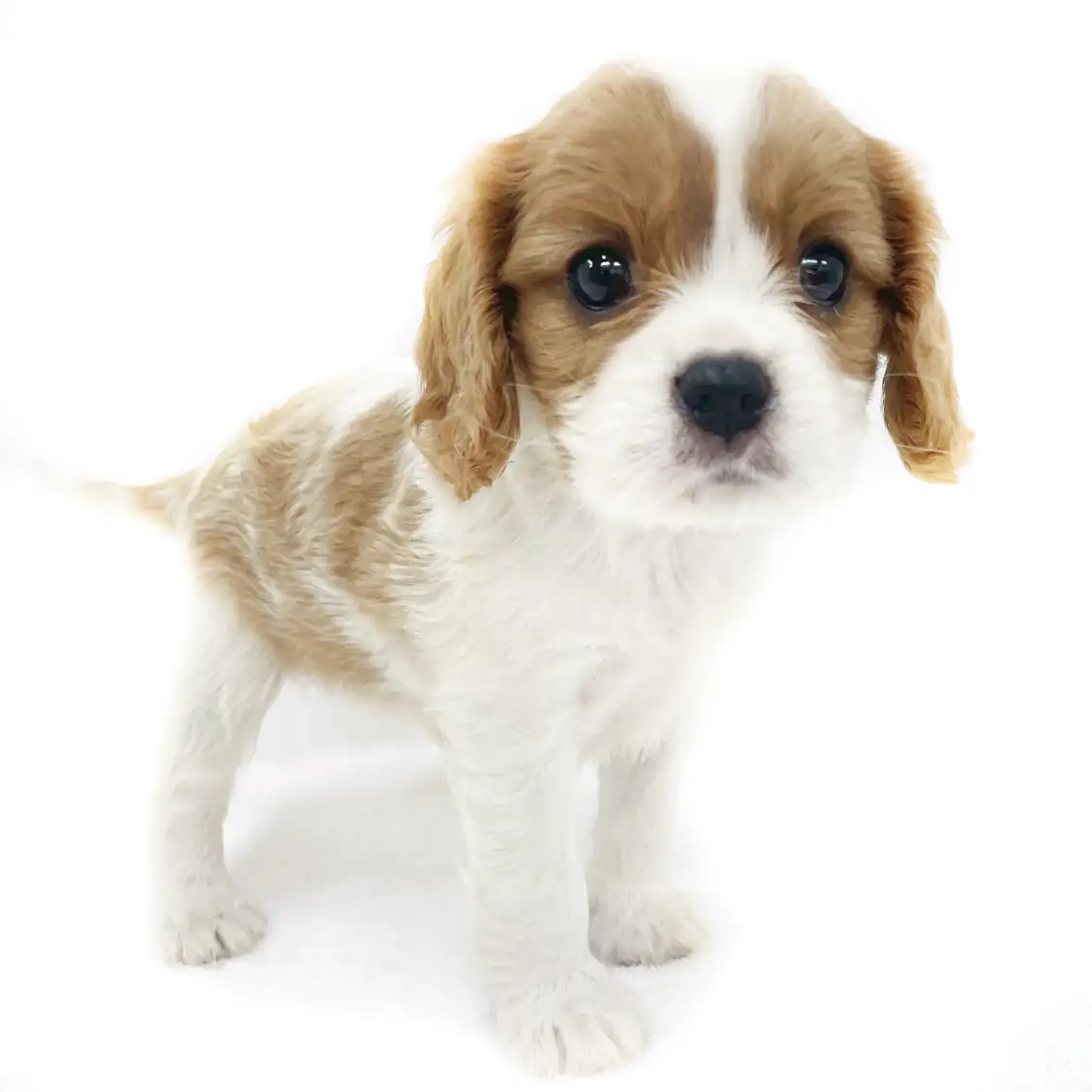 キャバリア・キングチャールズ・スパニエル