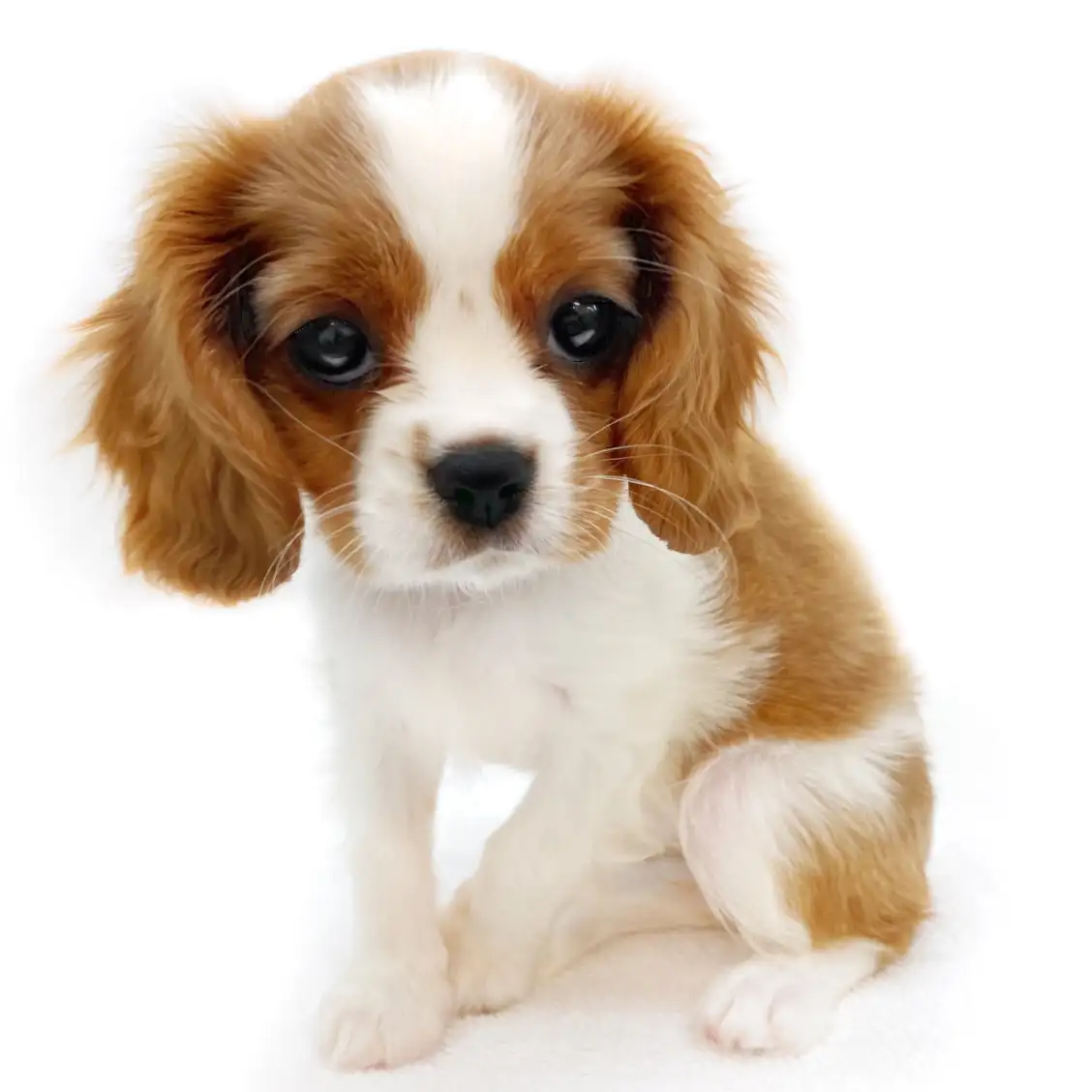 キャバリア・キングチャールズ・スパニエル