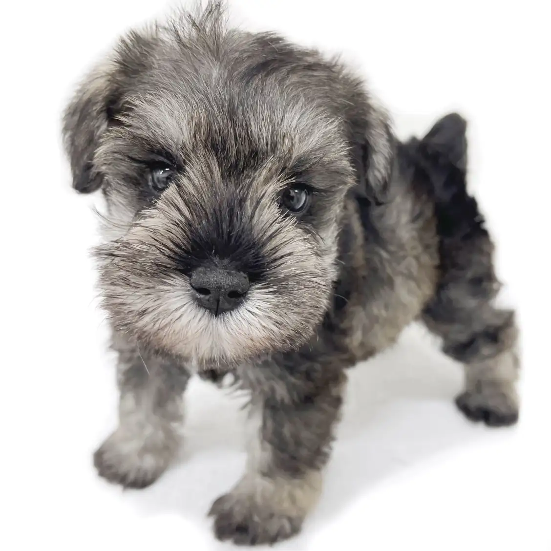 ミニチュア・シュナウザー