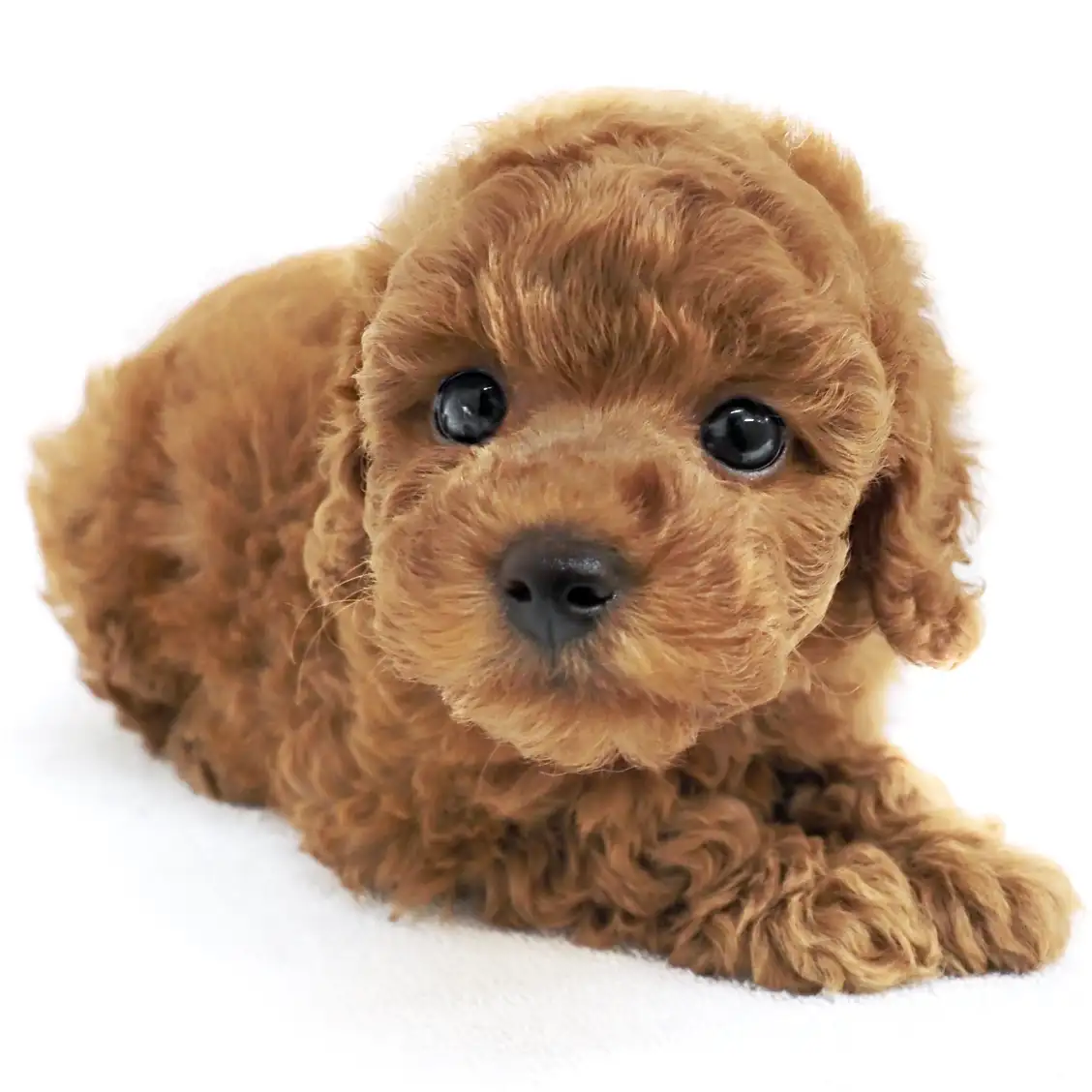 トイ・プードル