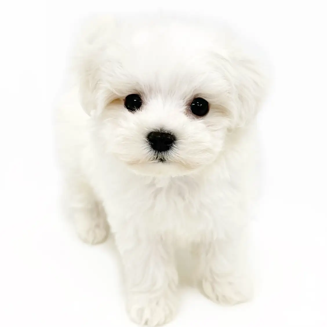 MIX(マルチーズ×ビションフリーゼ)