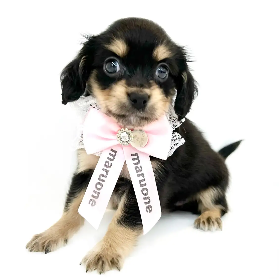 MIX(チワワ×キャバリアキングチャールズスパニエル)