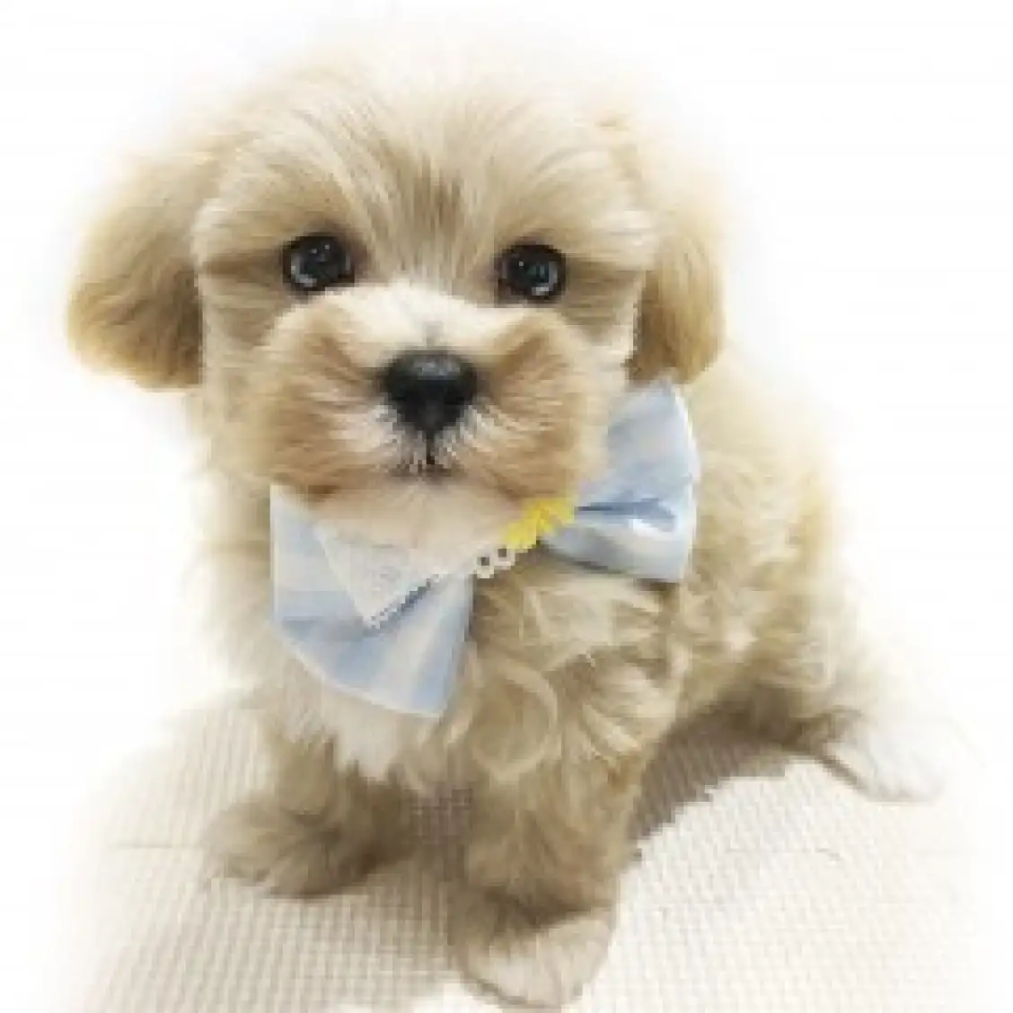 MIX(マルチーズ×トイプードル)