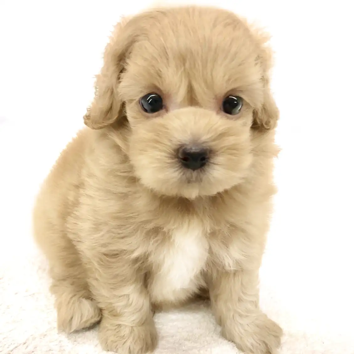 MIX(マルチーズ×トイプードル)