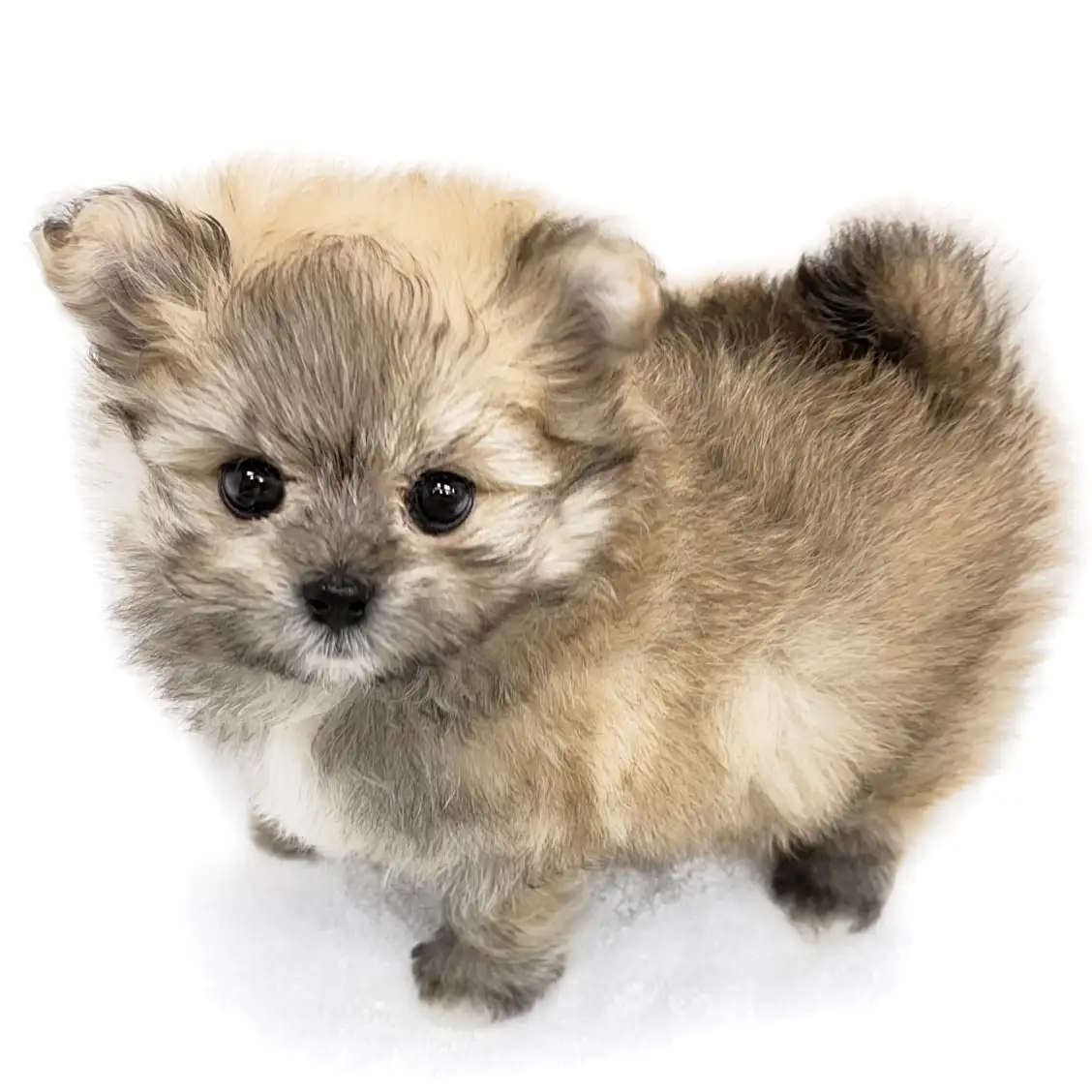 MIX(ポメラニアン×マルチーズ)