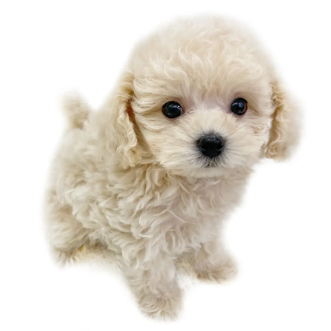 MIX（マルチーズ×トイプードル）