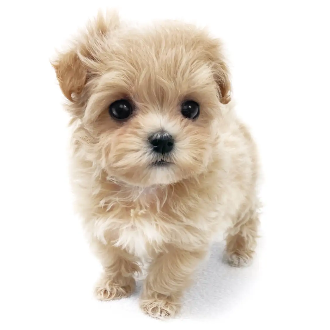 MIX(トイプードル×マルチーズ)