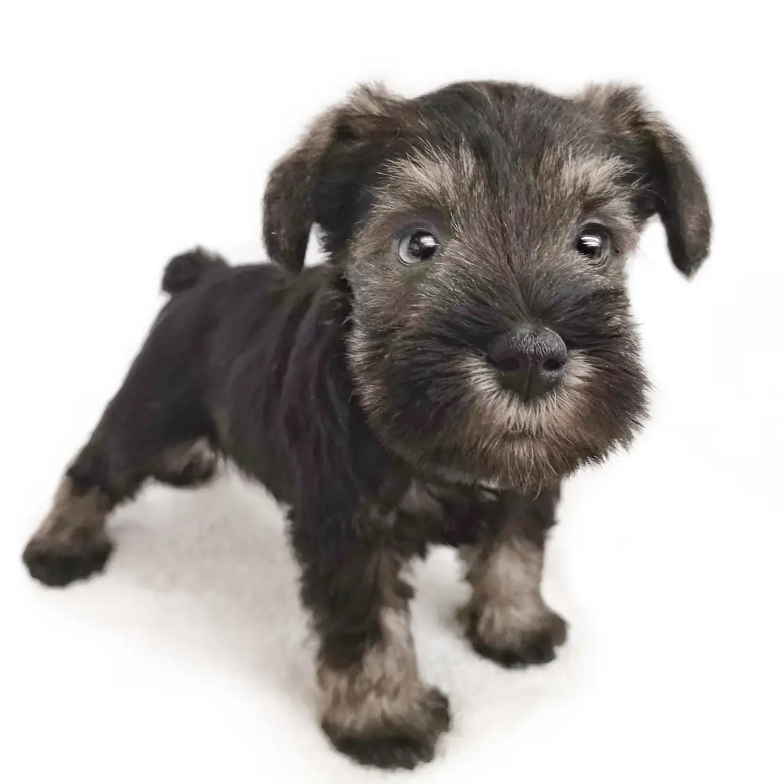 ミニチュア・シュナウザー