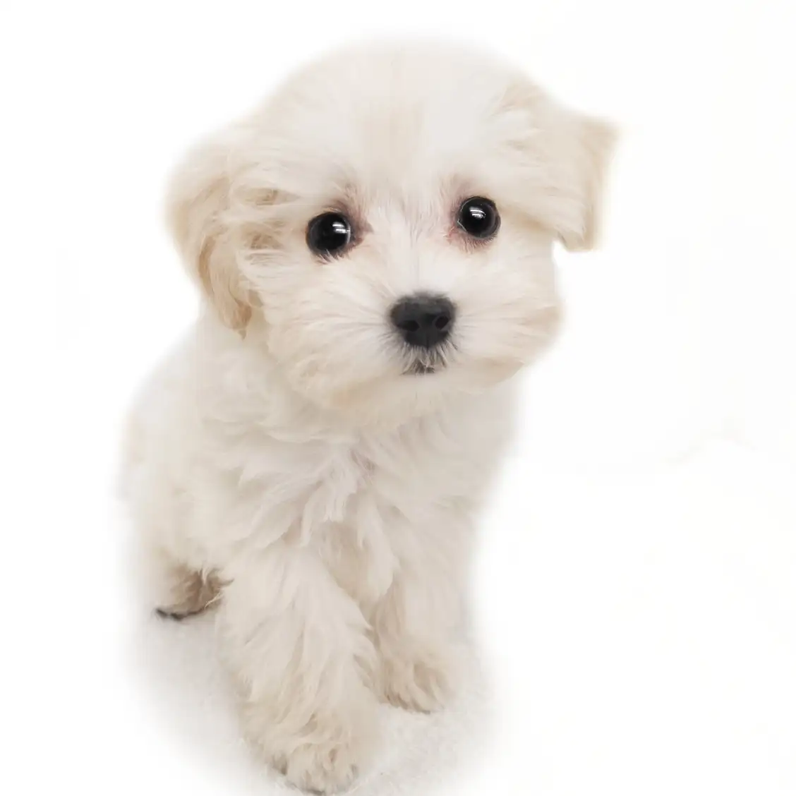 MIX（トイプードル×マルチーズ）